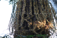 Caryota urens